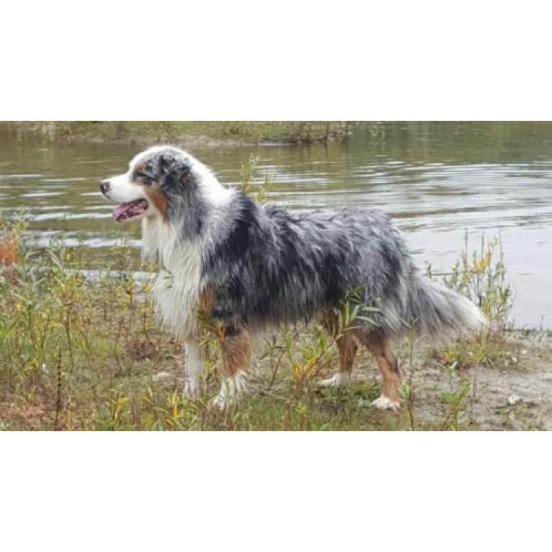 Australian Shepherd blue merle reu ter dekking.