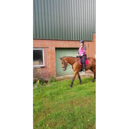 Super lieve 4 jarige Merrie te koop