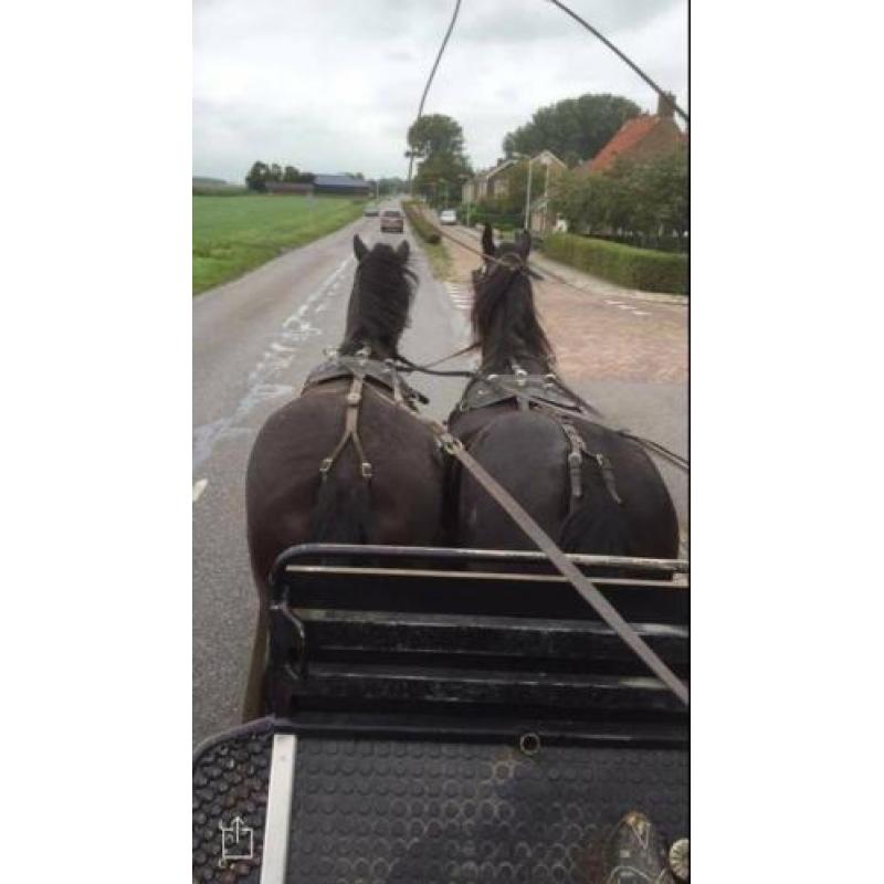 Friese sportgefokte stermerrie en bomproof stamboekmerrie