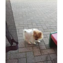 Pomeranian meisjes