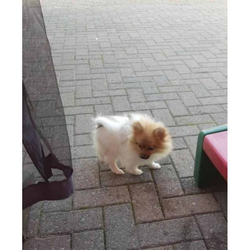 Pomeranian meisjes