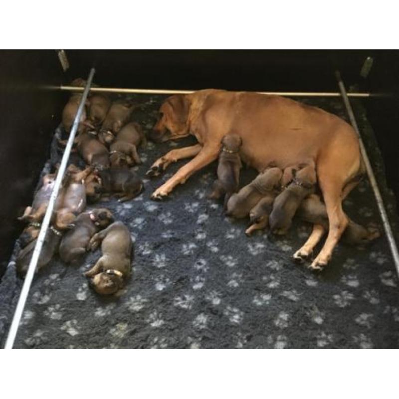 Rhodesian Ridgeback pups verwacht