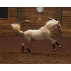 Super lieve lusitano hengst