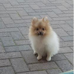Pomeranian meisjes