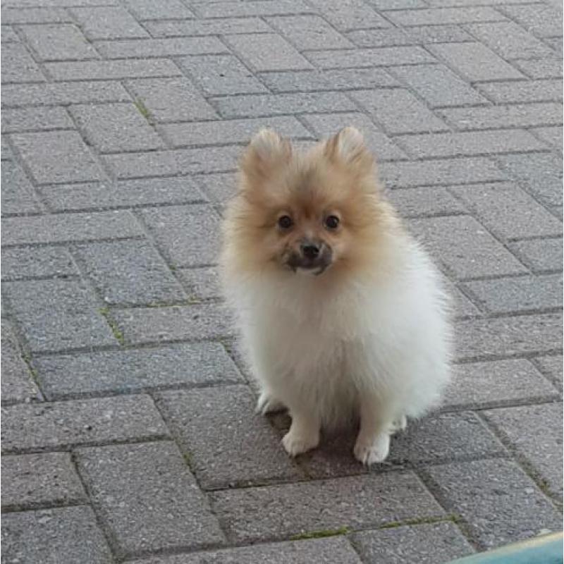 Pomeranian meisjes