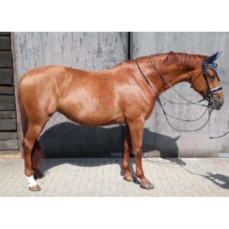 11 jarige drachtige ZZL merrie, vic x burgraaf