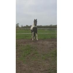 Mooie bonte merrie (barock pinto)