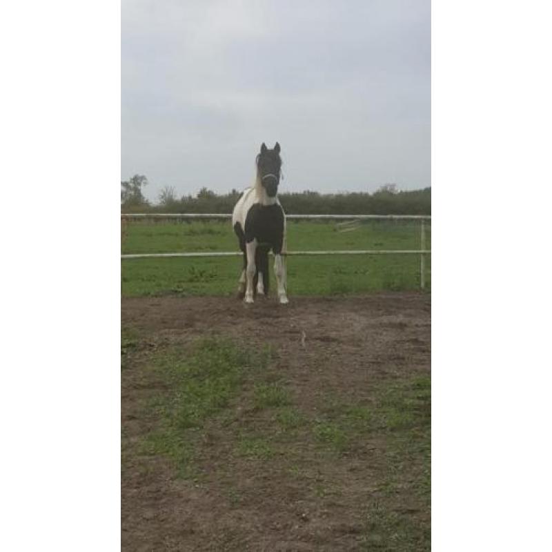 Mooie bonte merrie (barock pinto)