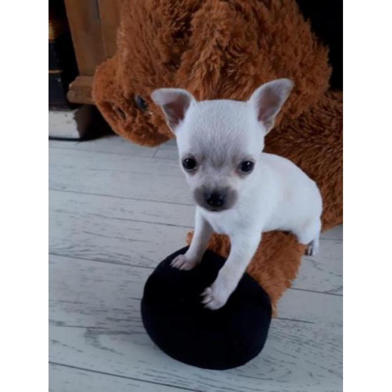 Mooie chihuahua pups, 1 langharig teefje en 1 kortharige reu