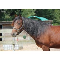 Te koop leuke Merens X Quarter horse ruin