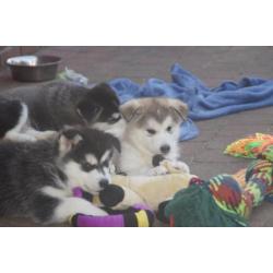 Alaskan malamute pups met stamboom!