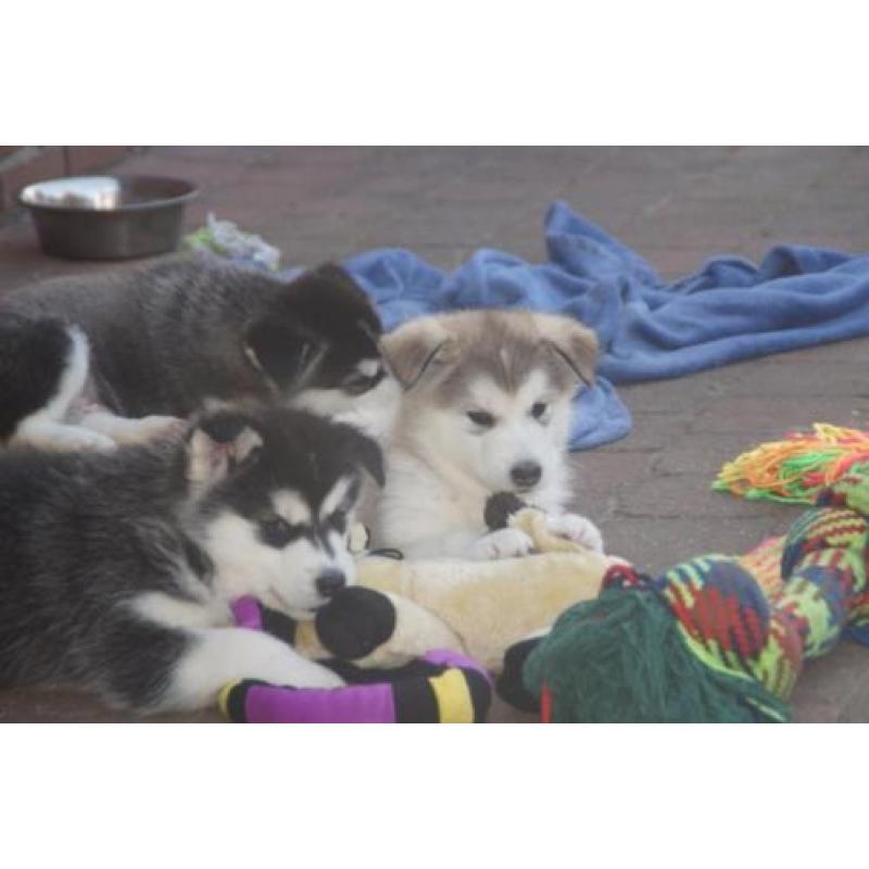 Alaskan malamute pups met stamboom!
