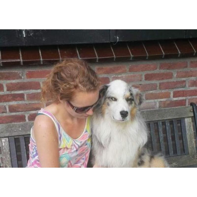 Australian Shepherd blue merle reu ter dekking.