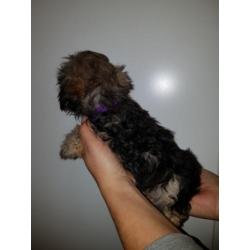 Prachtige boomer pups