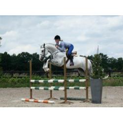**Springpaarden met kwaliteit gezocht**