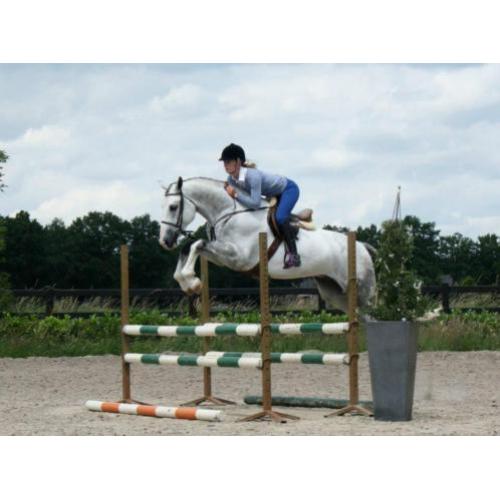 **Springpaarden met kwaliteit gezocht**