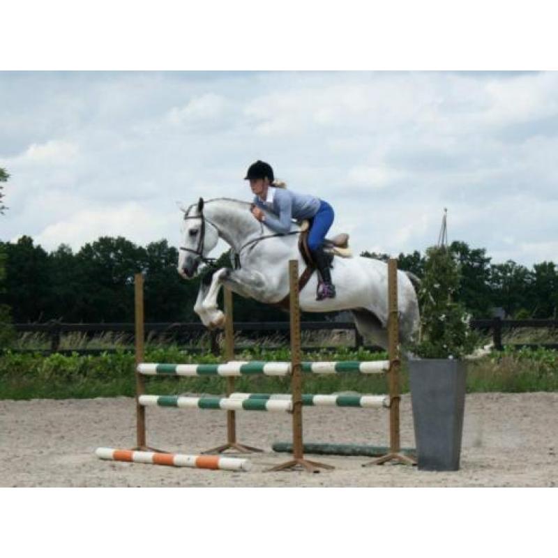 **Springpaarden met kwaliteit gezocht**