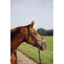 Allround merrie 7jr Ultimo en Palomino hengst veulen