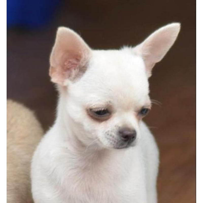 2 mooi chihuahua reu puppies met FCI stamboom