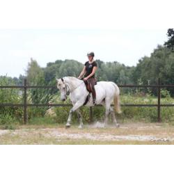 Geweldige merrie te koop