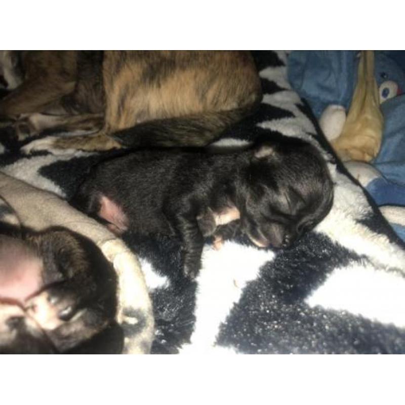 Chihuahua pups