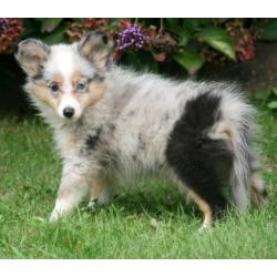 Sheltie pupjes beschikbaar