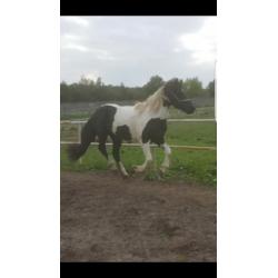 Mooie bonte merrie (barock pinto)