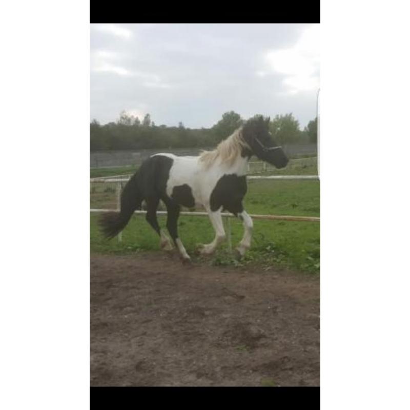 Mooie bonte merrie (barock pinto)
