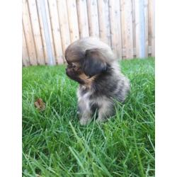 Prachtige pekingees pups