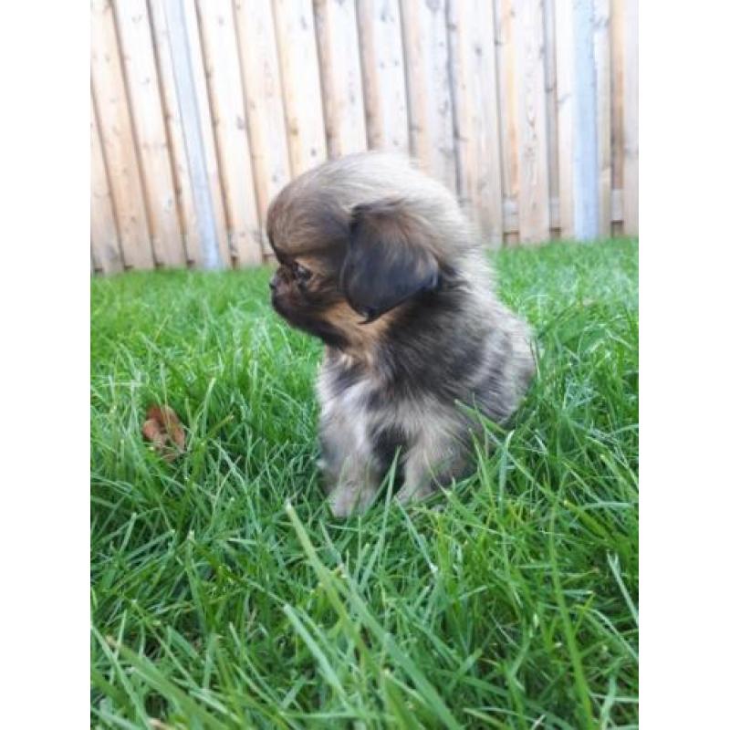 Prachtige pekingees pups
