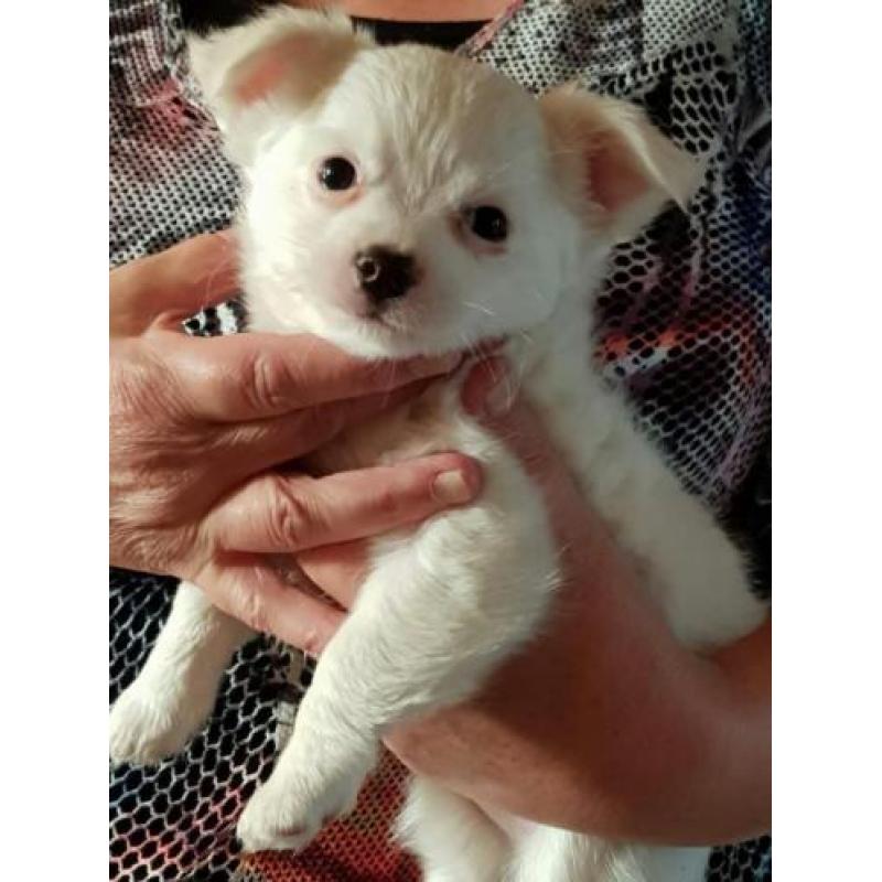 Te koop 1reutje 1teefje kruising chi hua hua maltezer