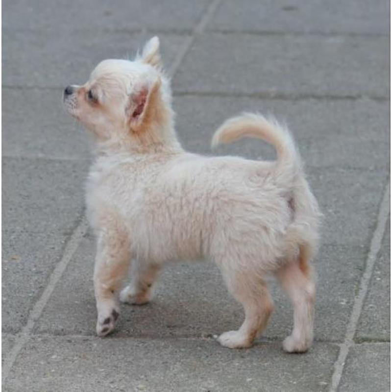 2 mooi chihuahua reu puppies met FCI stamboom
