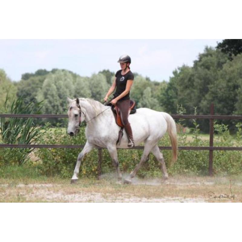 Geweldige merrie te koop