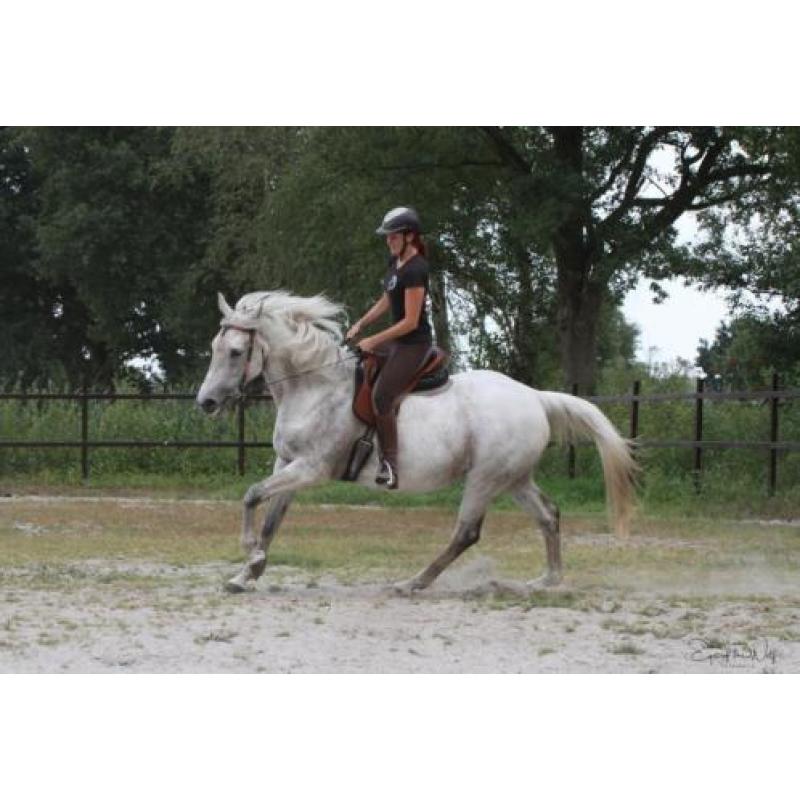 Geweldige merrie te koop
