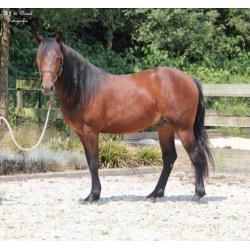 Te koop leuke Merens X Quarter horse ruin