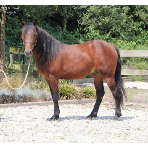 Te koop leuke Merens X Quarter horse ruin