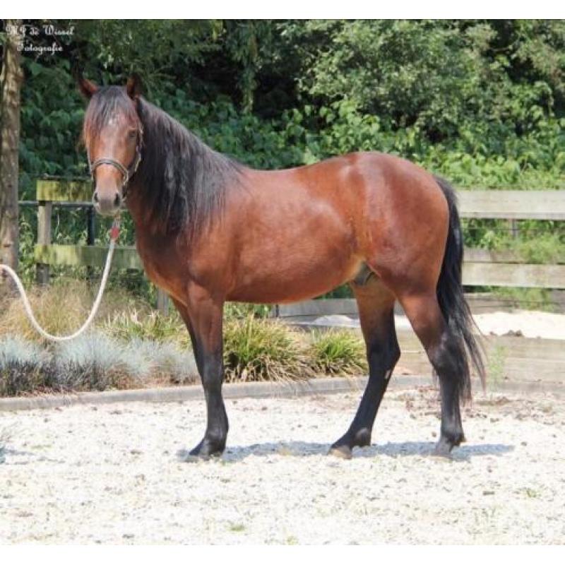 Te koop leuke Merens X Quarter horse ruin