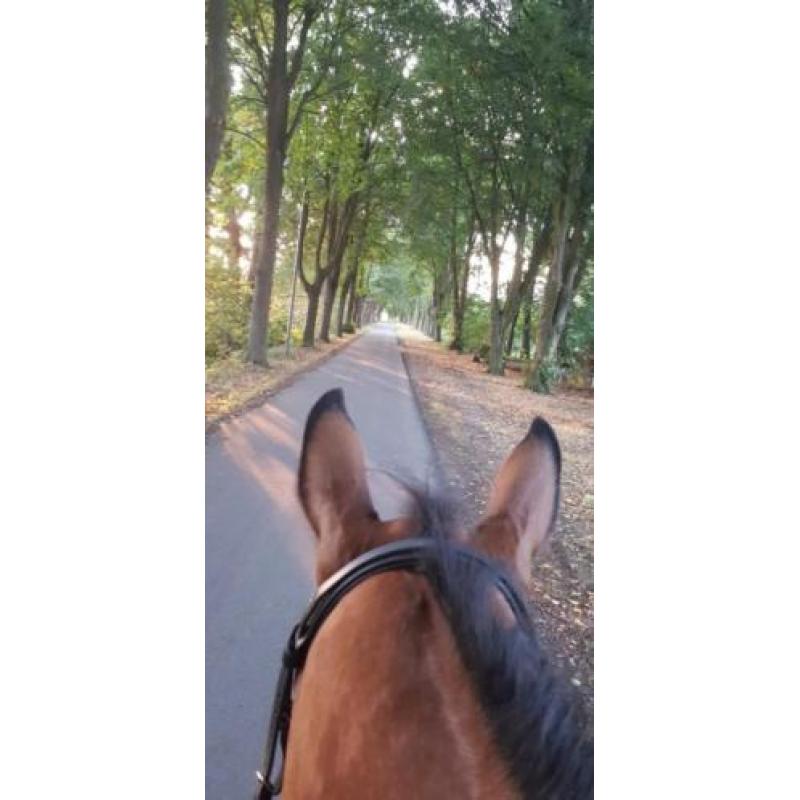 Super lieve 4 jarige Merrie te koop
