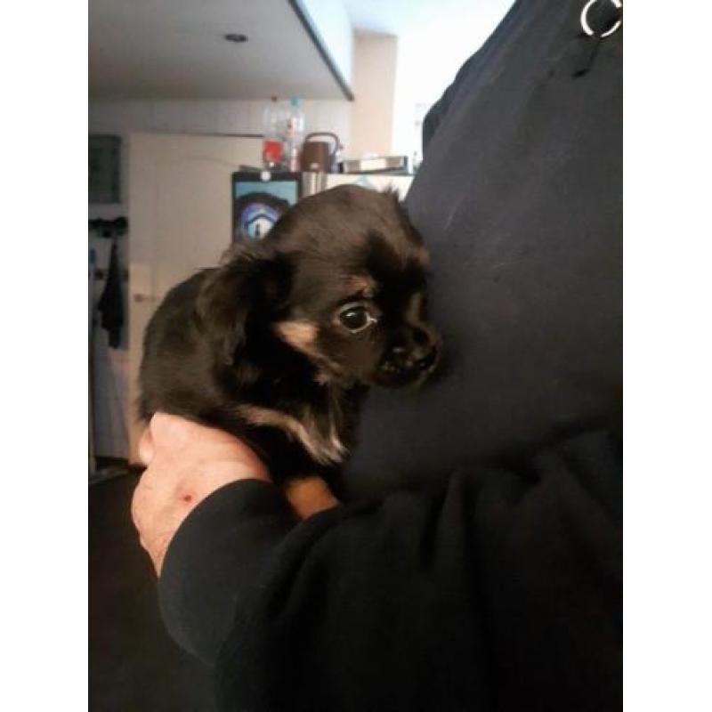 chihuahua reutje