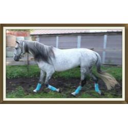 Andalusier ( cruzado ) hengst te koop