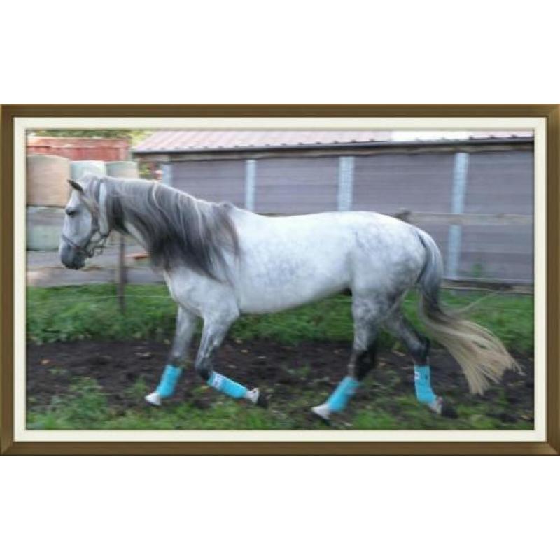 Andalusier ( cruzado ) hengst te koop
