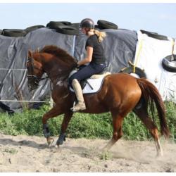 Allround merrie 7jr Ultimo en Palomino hengst veulen