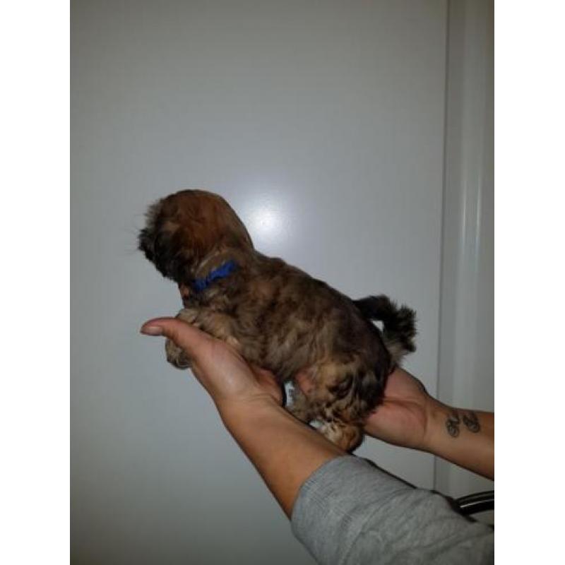 Prachtige boomer pups