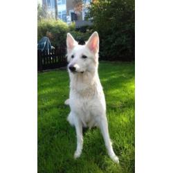 Zwitserse herder pups of witte herder pups mag gelijk mee