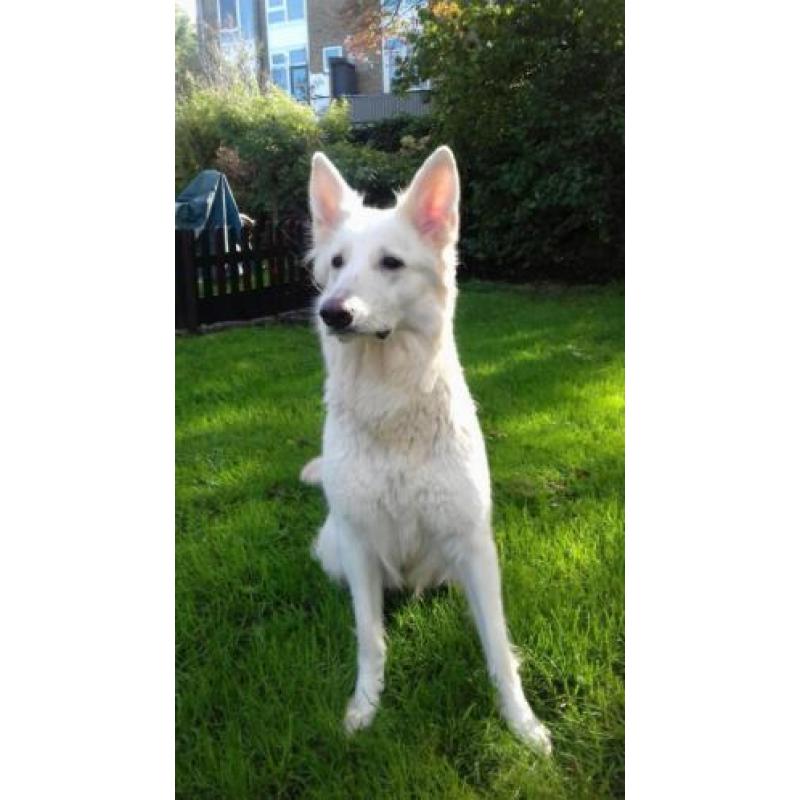 Zwitserse herder pups of witte herder pups mag gelijk mee