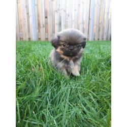 Prachtige pekingees pups
