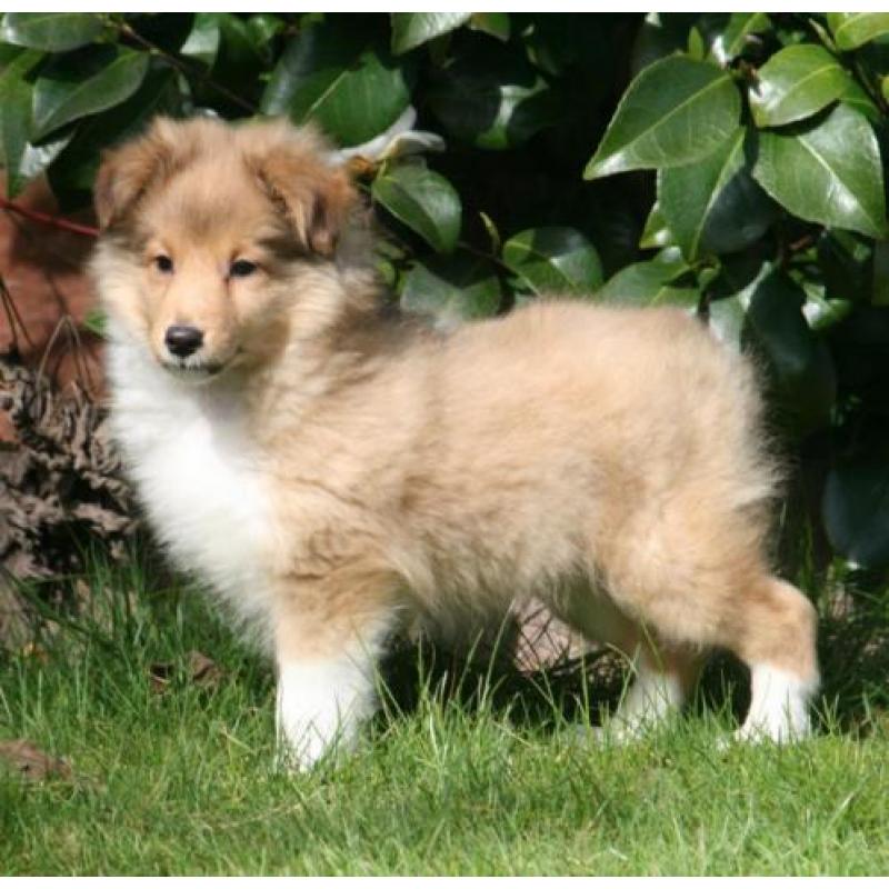 Sheltie pupjes beschikbaar