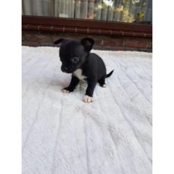 honden
