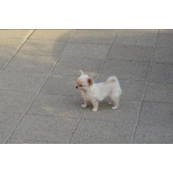2 mooi chihuahua reu puppies met FCI stamboom