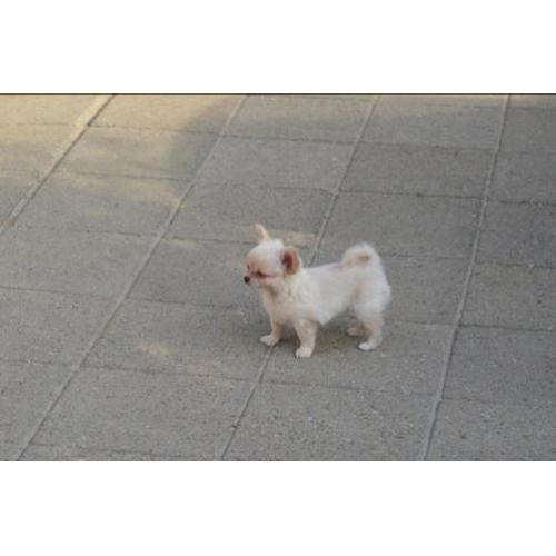 2 mooi chihuahua reu puppies met FCI stamboom